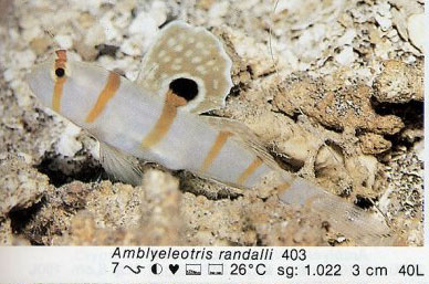 Amblyeleotris randalli